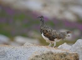 Attēlu rezultāti vaicājumam “Lagopus lagopus male”