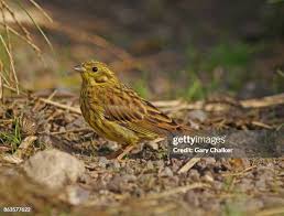 Attēlu rezultāti vaicājumam “Emberiza citrinella juvenile”