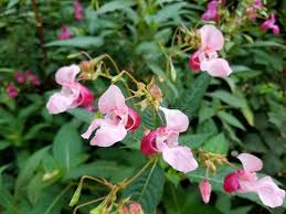Attēlu rezultāti vaicājumam “Impatiens glandulifera leaf”