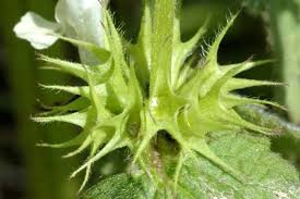 Attēlu rezultāti vaicājumam “Lamium album flower”