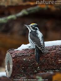 Attēlu rezultāti vaicājumam “Picoides tridactylus”