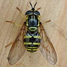 Attēlu rezultāti vaicājumam “Syrphidae”