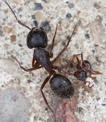 Attēlu rezultāti vaicājumam “Camponotus herculeanus”