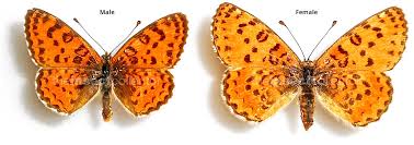 Attēlu rezultāti vaicājumam “Melitaea didyma male”