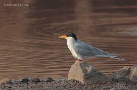 Attēlu rezultāti vaicājumam “Sterna”