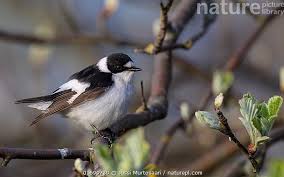 Image result for Ficedula albicollis