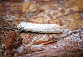 Attēlu rezultāti vaicājumam “Coscinia cribraria”