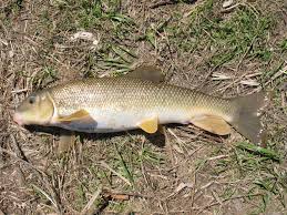 Image result for Catostomus commersonii