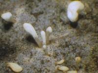 Attēlu rezultāti vaicājumam “Typhula setipes”