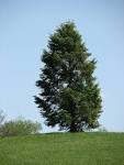 Conifer tree in park free - via Daymix