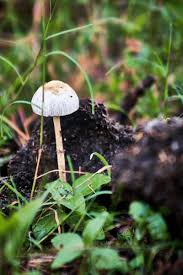 Attēlu rezultāti vaicājumam “Protostropharia alcis”