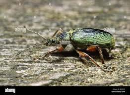 Attēlu rezultāti vaicājumam “Phyllobius”
