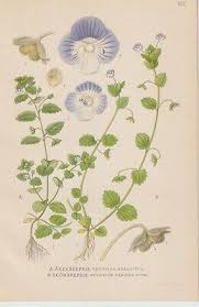 Attēlu rezultāti vaicājumam “Veronica persica leaf”