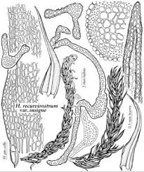 Attēlu rezultāti vaicājumam “Hymenostylium recurvirostrum”
