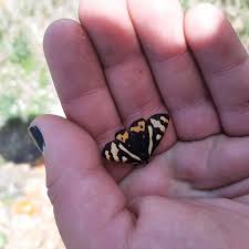 Attēlu rezultāti vaicājumam “Parasemia plantaginis”