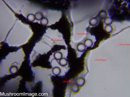 Attēlu rezultāti vaicājumam “Cribraria violacea spores”