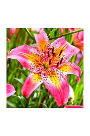 Image result for Lilie