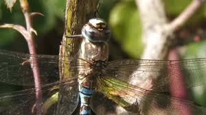 Attēlu rezultāti vaicājumam “Aeshna mixta male”