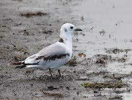 Attēlu rezultāti vaicājumam “Rissa tridactyla adult”