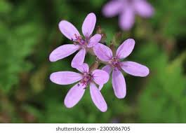 Attēlu rezultāti vaicājumam “Erodium cicutarium flower”