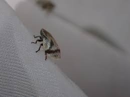 Attēlu rezultāti vaicājumam “Lepyronia coleoptrata”