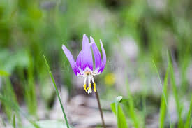 Attēlu rezultāti vaicājumam “Erythronium sibiricum”