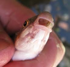 Image result for Chondrostoma nasus