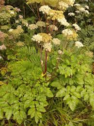 Attēlu rezultāti vaicājumam “Angelica sylvestris fruit”