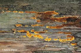 Attēlu rezultāti vaicājumam “Pseudomerulius aureus”