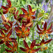 Image result for Lilium martagon `Arabian Night`