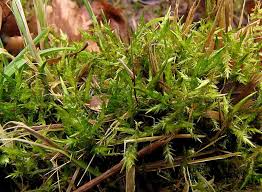 Attēlu rezultāti vaicājumam “Calliergon trifarium”