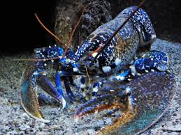 Image result for Homarus gammarus