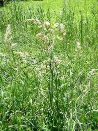 Attēlu rezultāti vaicājumam “Holcus lanatus”