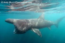 Image result for Cetorhinus maximus