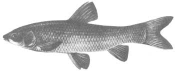 Image result for Mylopharyngodon piceus