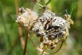 Attēlu rezultāti vaicājumam “Aculepeira ceropegia”