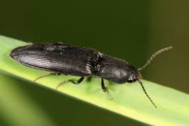 Attēlu rezultāti vaicājumam “Ectinus aterrimus”