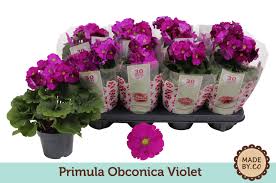 Image result for Primula obconica