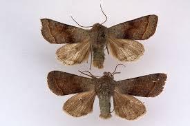 Attēlu rezultāti vaicājumam “Orthosia opima”