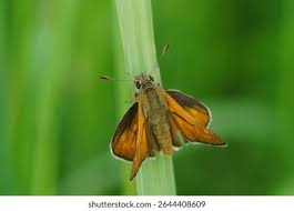 Attēlu rezultāti vaicājumam “Ochlodes sylvanus male”