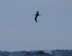 Image result for Pterodroma hasitata