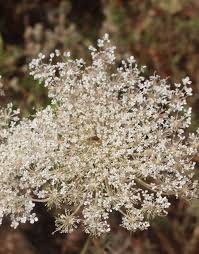 Attēlu rezultāti vaicājumam “Daucus carota subsp. carota fruit”