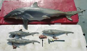 Image result for Carcharhinus isodon