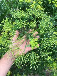Image result for Dill
