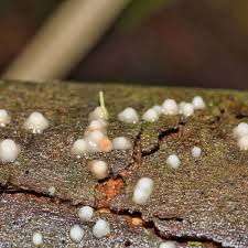 Attēlu rezultāti vaicājumam “Lasiosphaeria ovina spores”