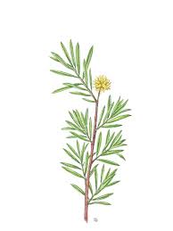 Attēlu rezultāti vaicājumam “Salix repens subsp. rosmarinifolia flower”