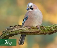 Attēlu rezultāti vaicājumam “Garrulus glandarius”
