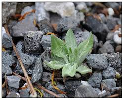 Attēlu rezultāti vaicājumam “Primula farinosa bud”