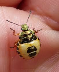 Attēlu rezultāti vaicājumam “Tritomegas bicolor nymph”