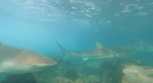 Image result for Carcharhinus obscurus
